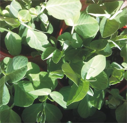 English pea temperature germination