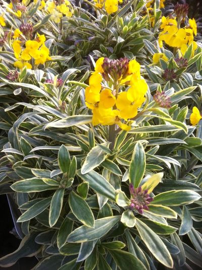 Cheap Bedding Plants on Wallflowers Are More Than Just Bedding   Yardz