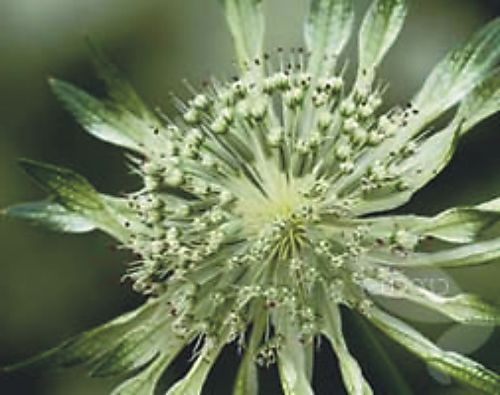 (1)Astrantia1