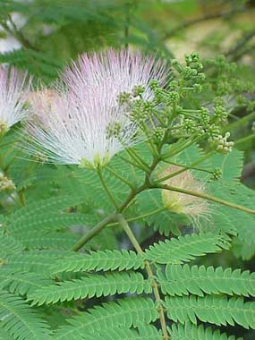 (1)1albizia