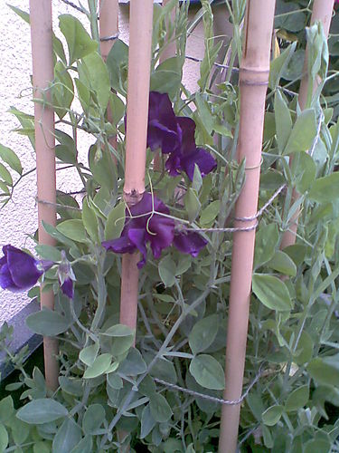 (1)1sweetpeas