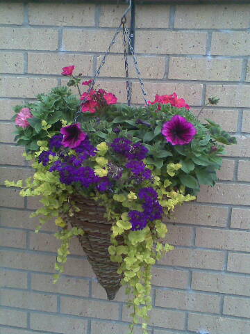 hanging baskets basket summer yardz flower 2008 cones container plants flowers purple typepad cone planters domes mixed plantings beyond bowl