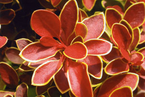 (1)1Berberis-Admiration2