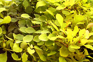 (1)1Berberis-Tiny-Gold2