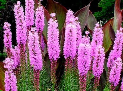 (1)1liatris