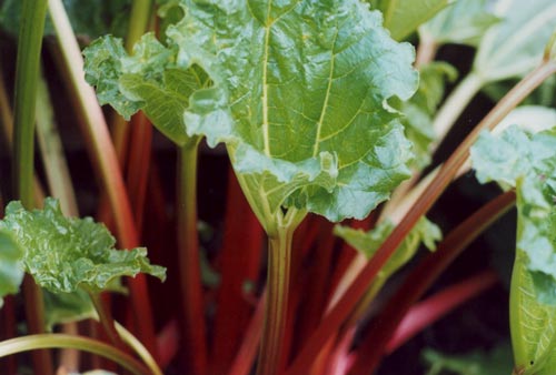 (1)rhubarb leaf