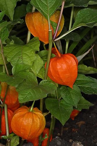 (1)1physalis