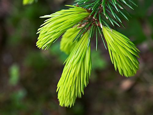 (1)1picea_sitchensis_benthams_sunlight