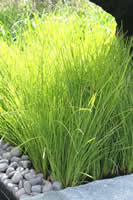 (1)1Lomandra%20longifolia%20Tanika_thumb