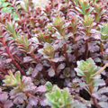 Sedum_spurium_voodoo