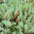 Sedum_reflexum