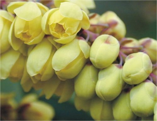 (1)1mahonia