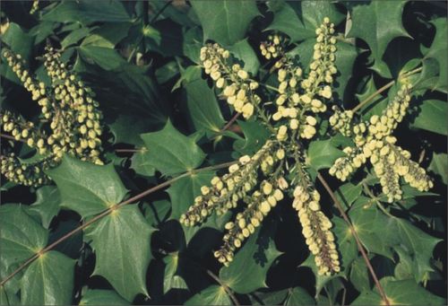 (1)1mahonia2