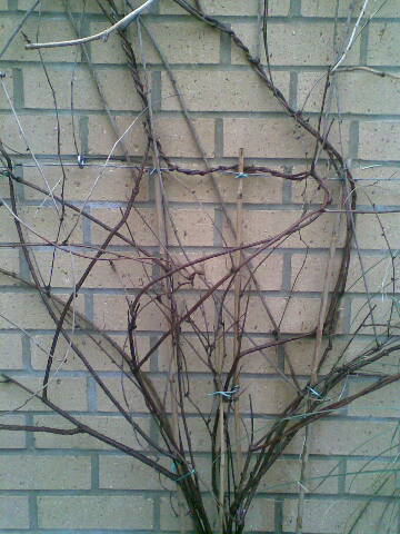 Walltwigs