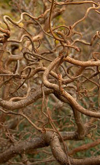 (1)1corylus1