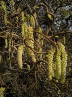 (1)1Corylus%20avellana%20Contorta%2019130020C