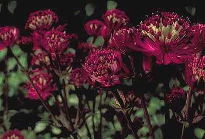 (1)1AstrantiaClaret