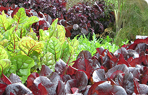 Mixed_salad_300x193