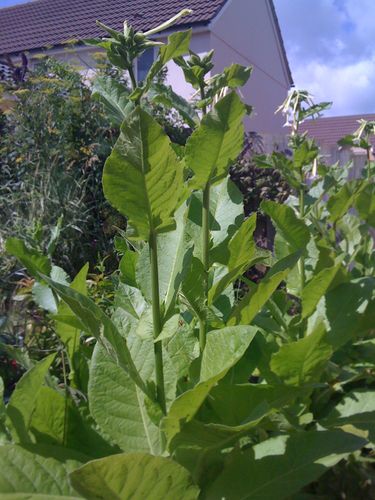 Nicotiana photos 005