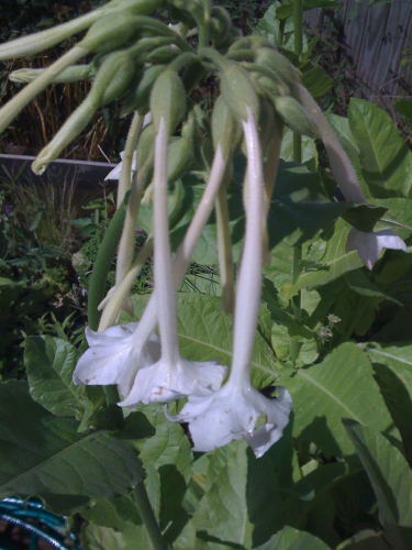 Nicotiana photos 004