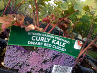 KALE MORE THAN JUST CATTLE FEED