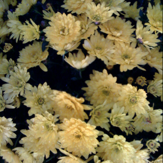 GARDEN MUMS AUTUMN DOMES OF COLOUR