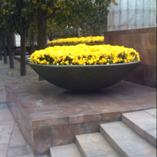 GARDEN MUMS AUTUMN DOMES OF COLOUR