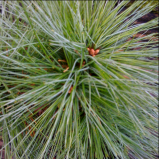 A PINE WITH SCULPTURAL QUALITIES