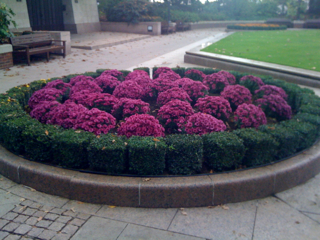 GARDEN MUMS AUTUMN DOMES OF COLOUR