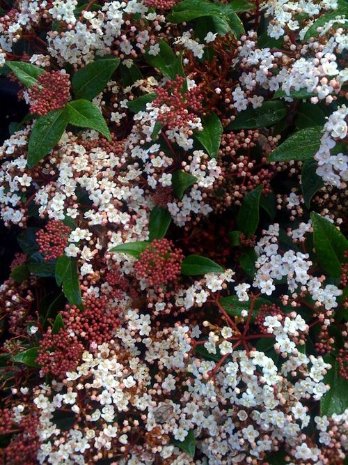 (1)1aaaaaaviburnum