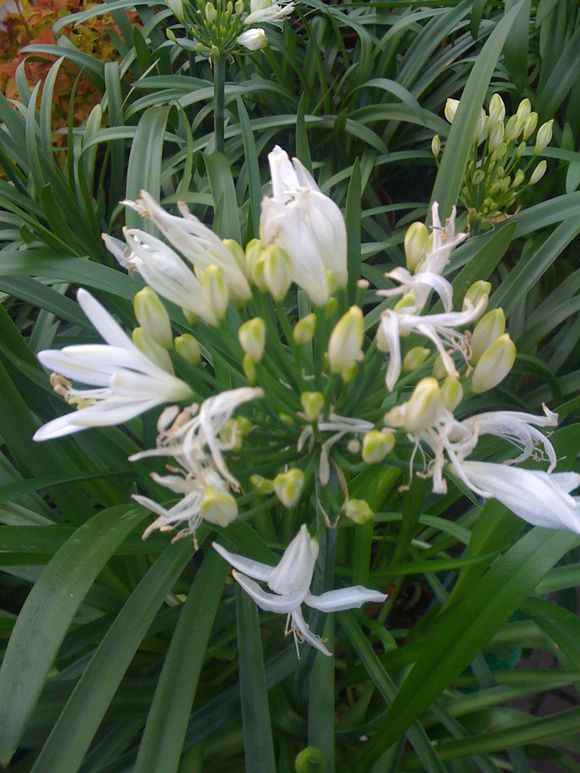 AGAPANTHUS IS ALL WHITE