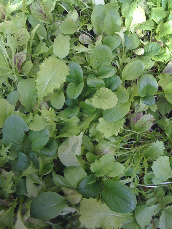 FIRST SALAD LEAVES 