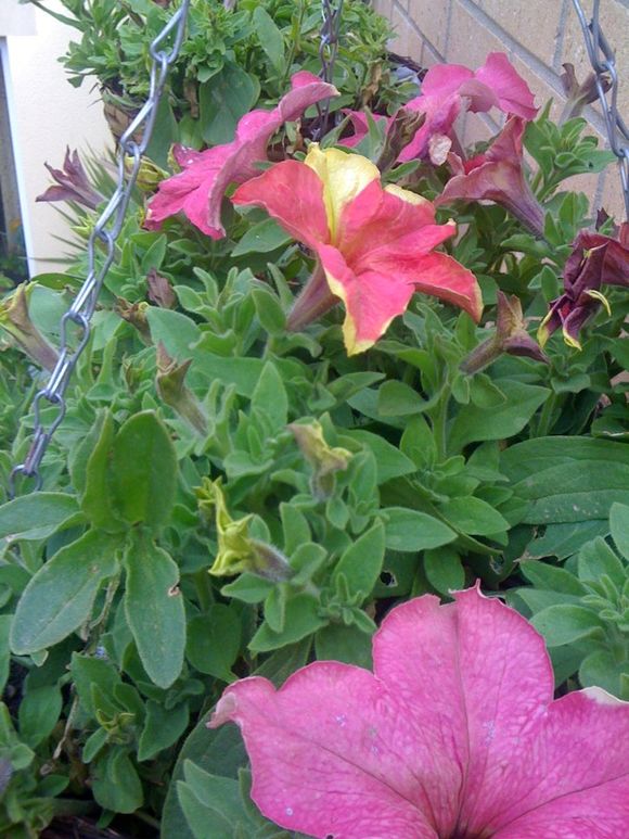 PINCHING YOUR PETUNIAS