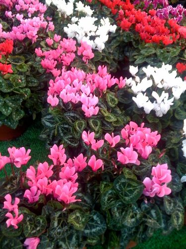 (1)1aaaaaalgecyclamen