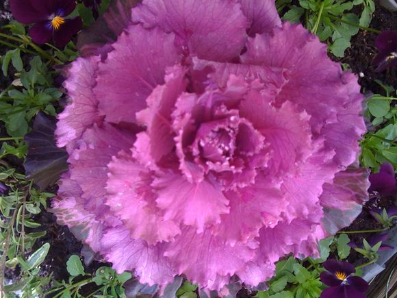 COLOURFUL KALE