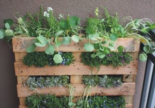 Pallet garden1