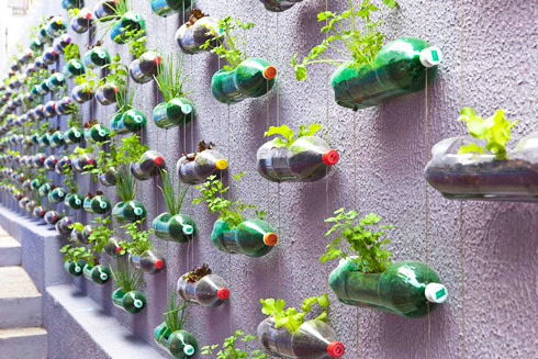 Soda bottle garden