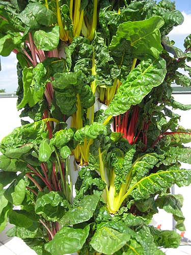 TOWER GARDENS _ THE ANSWER TO GROWING IN SMALL SPACES - yardz