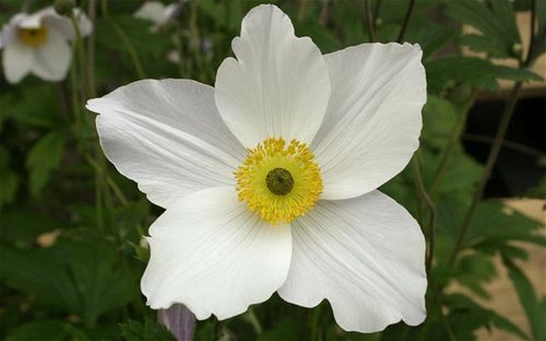 Anemone Wild Swan