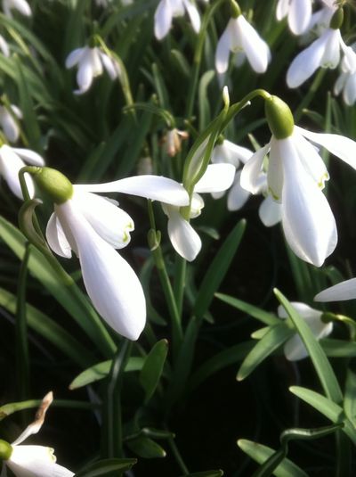 Snowdrops