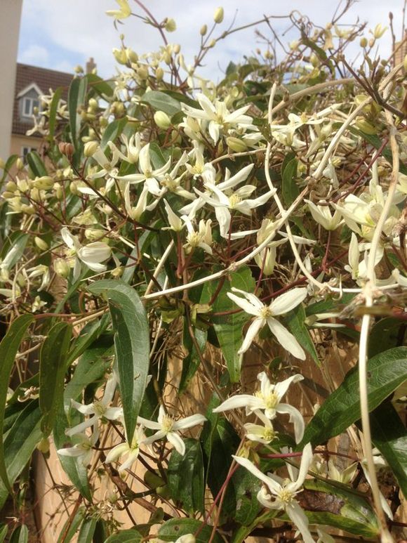 CLEMATIS ARMANDII