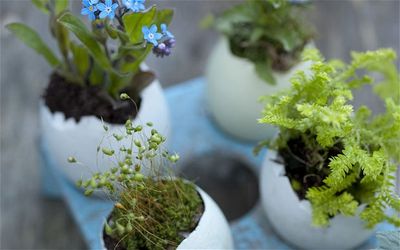 Tiny egg gardens