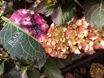 Hydrangea Black Diamond