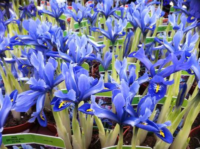 Iris reticulata