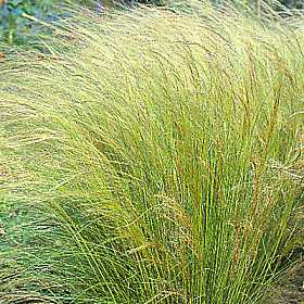 1stipa